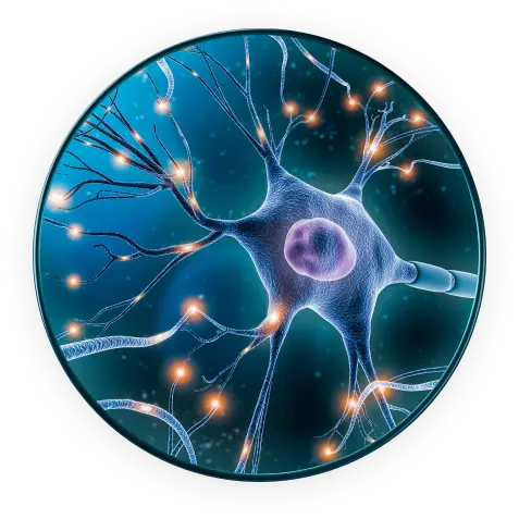 close up of a neuron in the brain